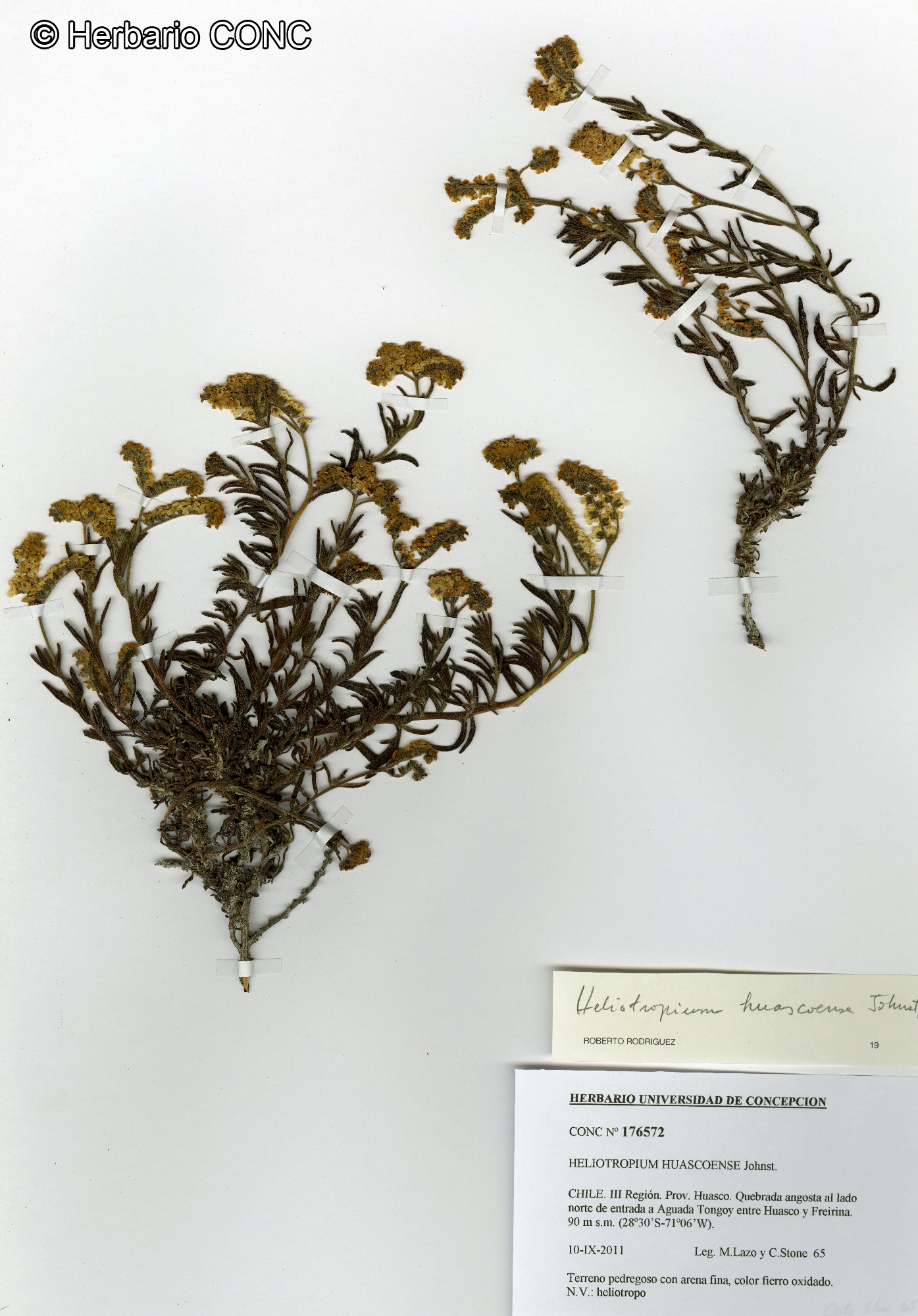 Heliotropium stenophyllum [Imagen de galería: 28013]