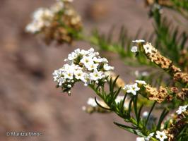 Heliotropium stenophyllum [Imagen de galería: 28041]