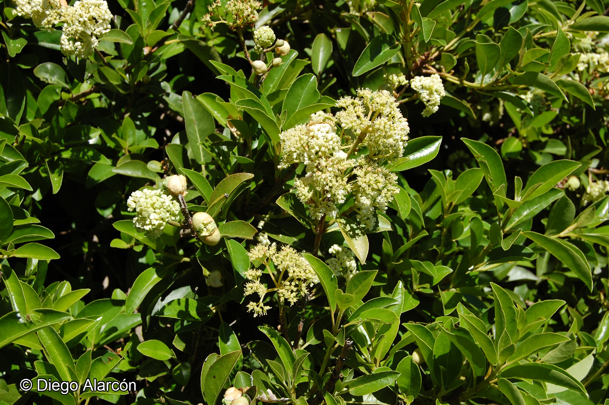Hydrangea serratifolia [Imagen de galería: 28045]