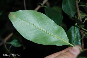 Hydrangea serratifolia [Imagen de galería: 28046]