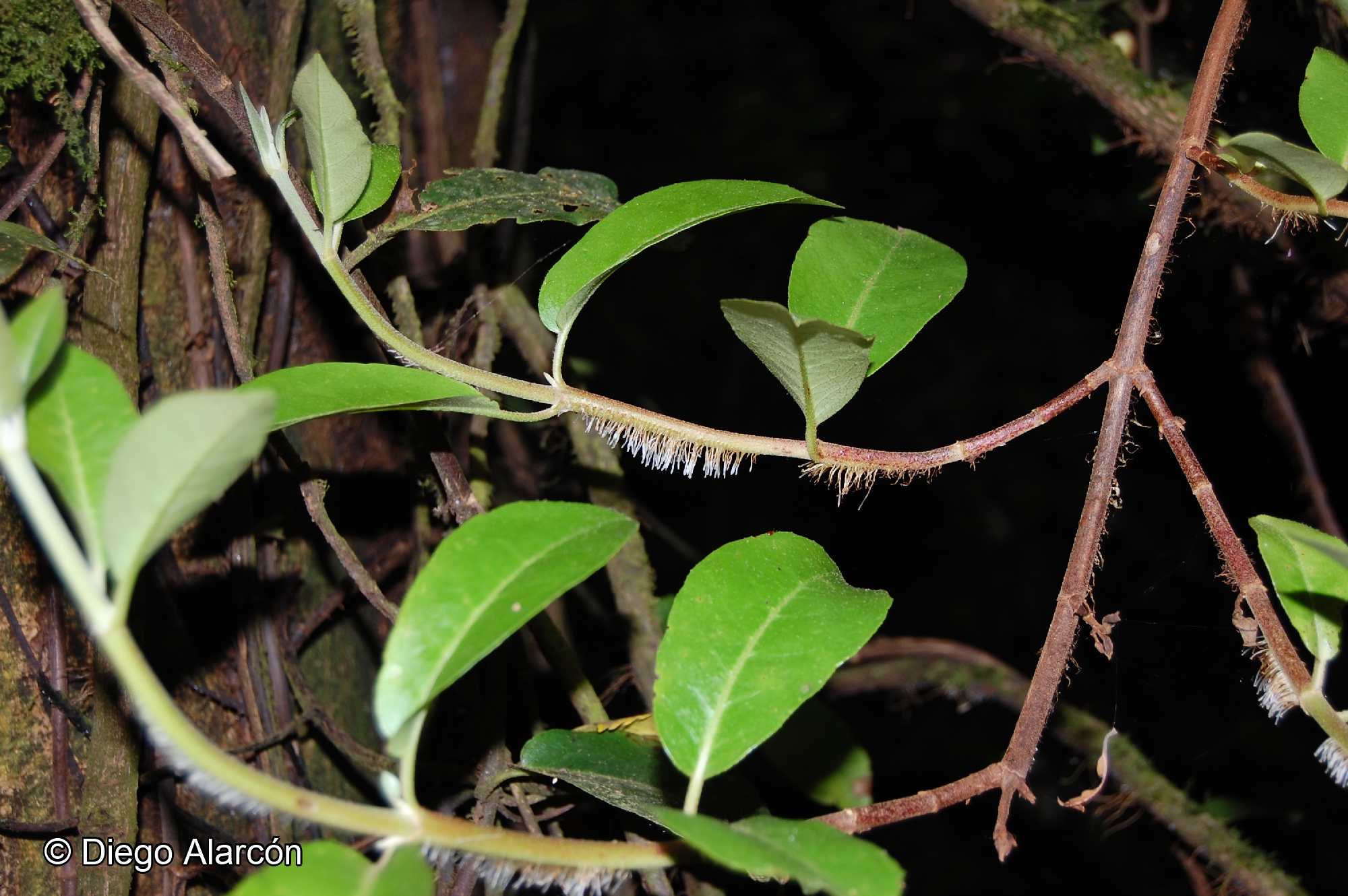 Hydrangea serratifolia [Imagen de galería: 28047]