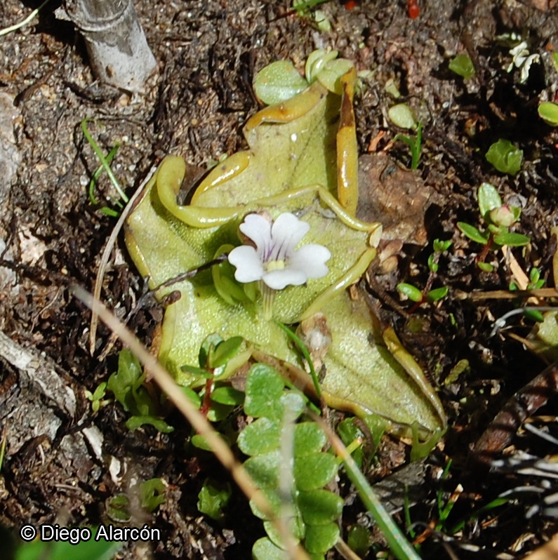 Pinguicula australandina [Imagen de galería: 28099]