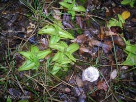 Pinguicula australandina [Imagen de galería: 28100]
