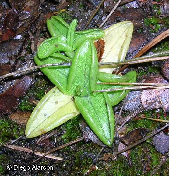 Pinguicula australandina [Imagen de galería: 28101]