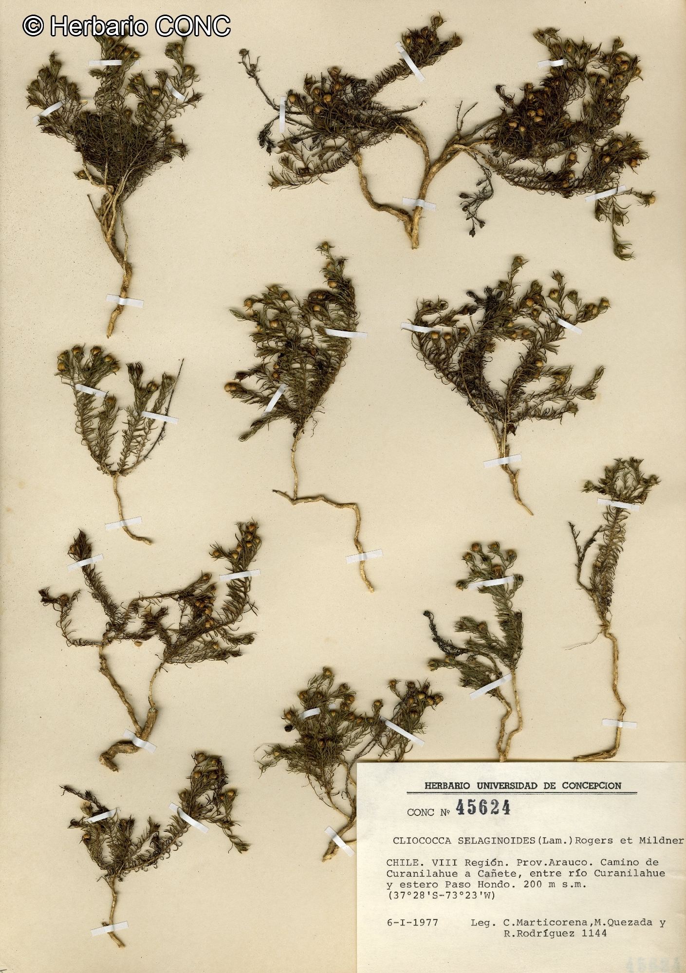 Cliococca selaginoides [Imagen de galería: 28102]