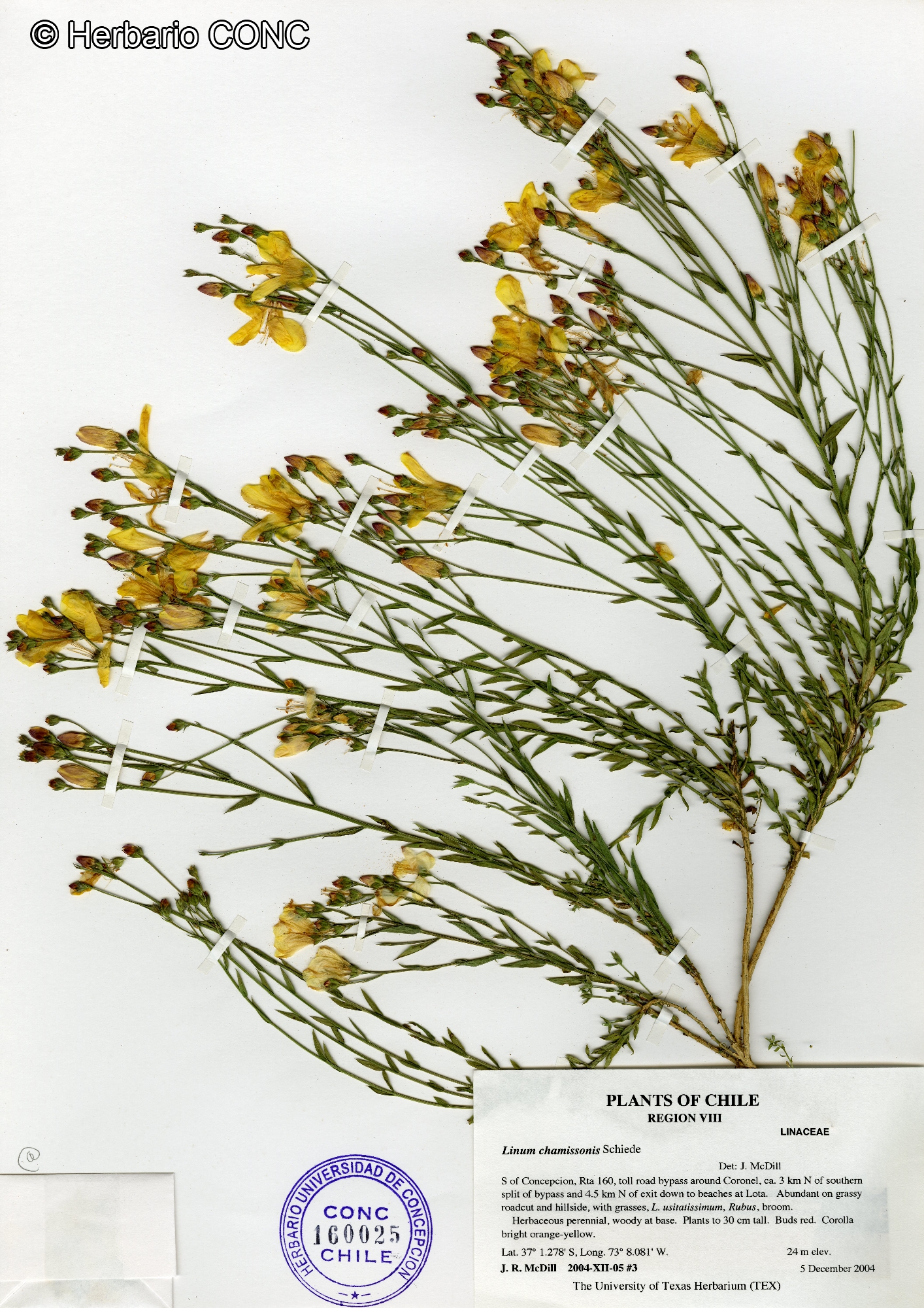 Linum chamissonis [Imagen de galería: 28103]