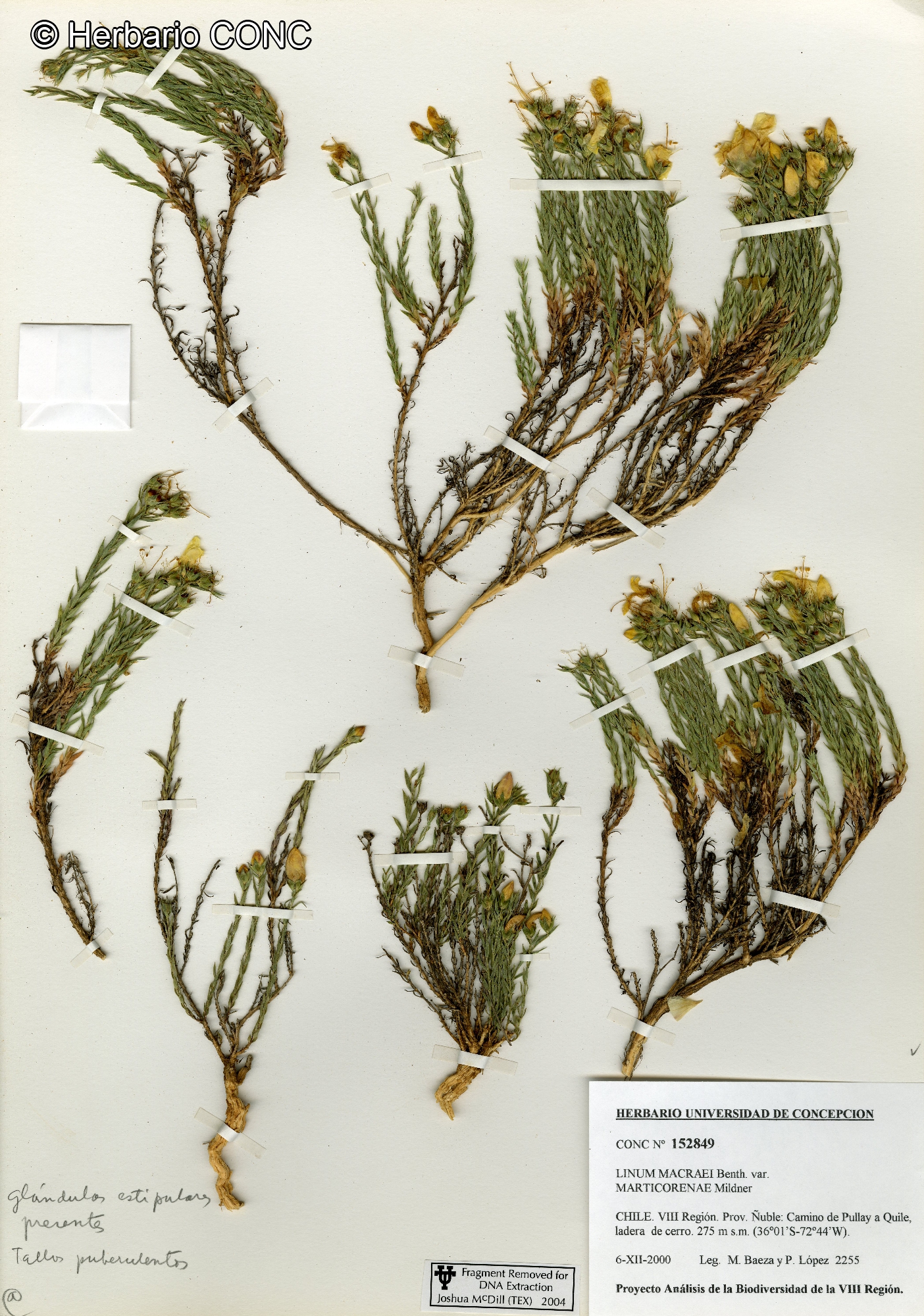 Linum macraei var. marticorenae [Imagen de galería: 28104]