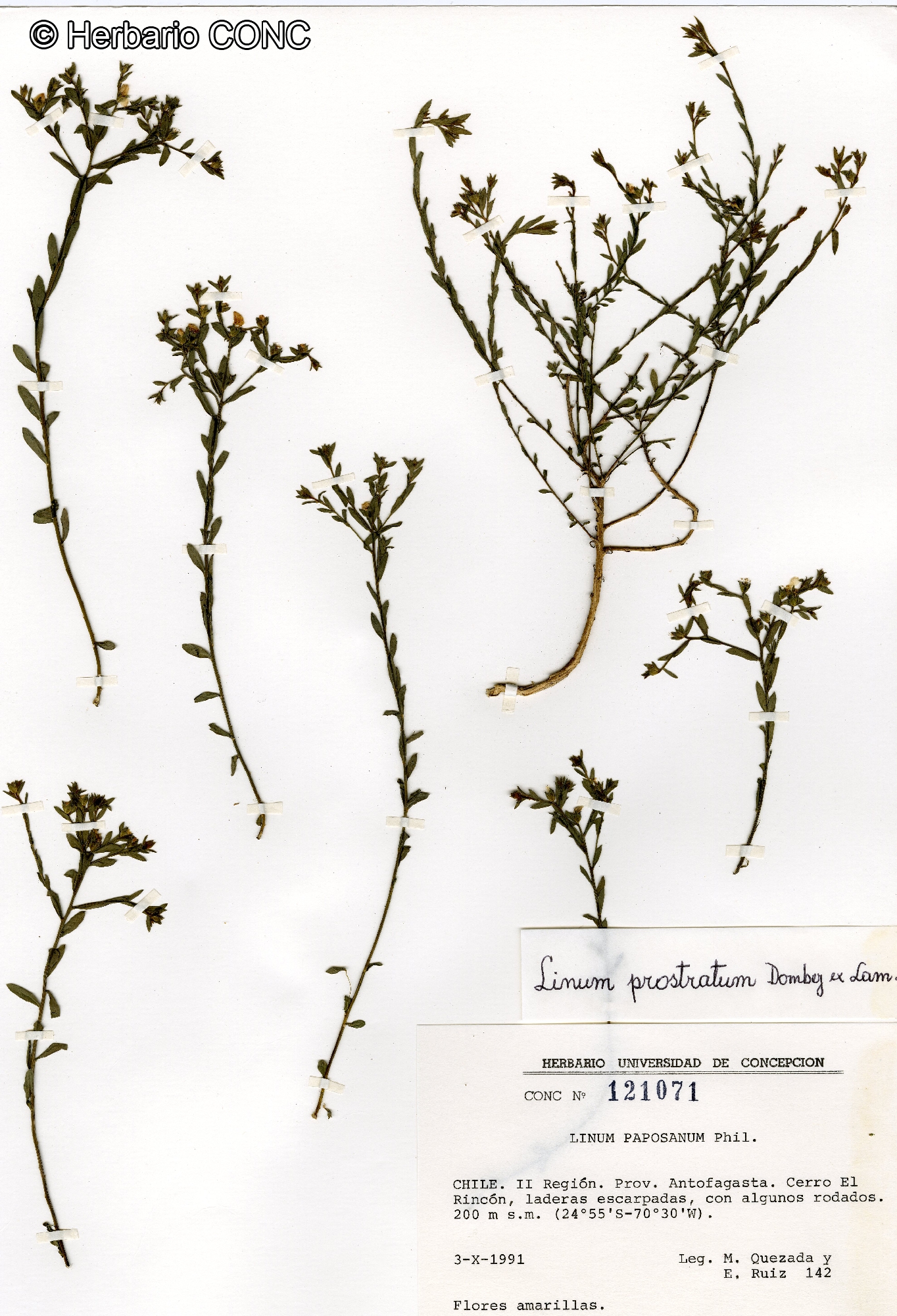 Linum prostratum [Imagen de galería: 28105]