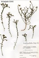 Linum prostratum [Imagen de galería: 28105]