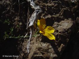 Linum ramosissimum [Imagen de galería: 28106]