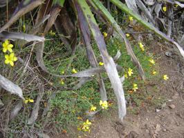 Linum ramosissimum [Imagen de galería: 28107]