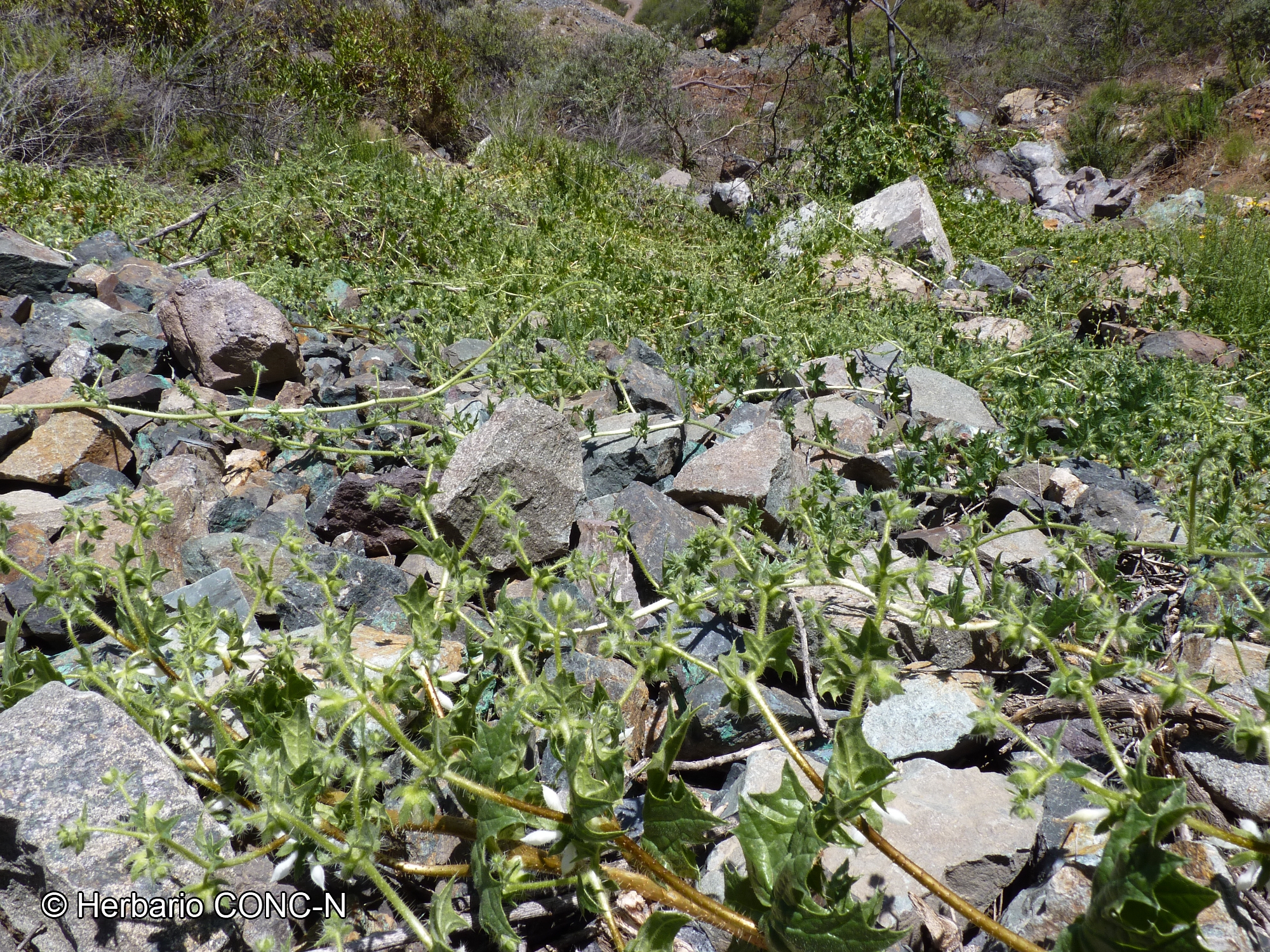 Loasa arnottiana [Imagen de galería: 28145]