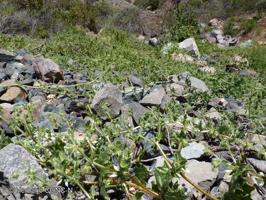 Loasa arnottiana [Imagen de galería: 28145]