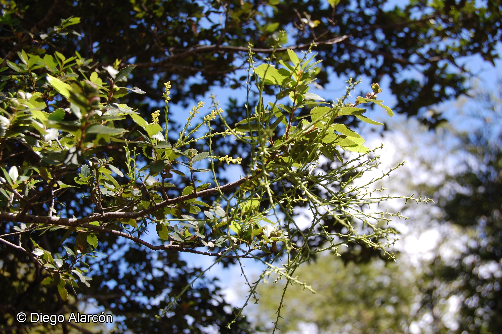 Misodendrum gayanum [Imagen de galería: 28311]