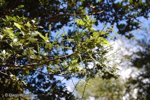 Misodendrum gayanum [Imagen de galería: 28311]
