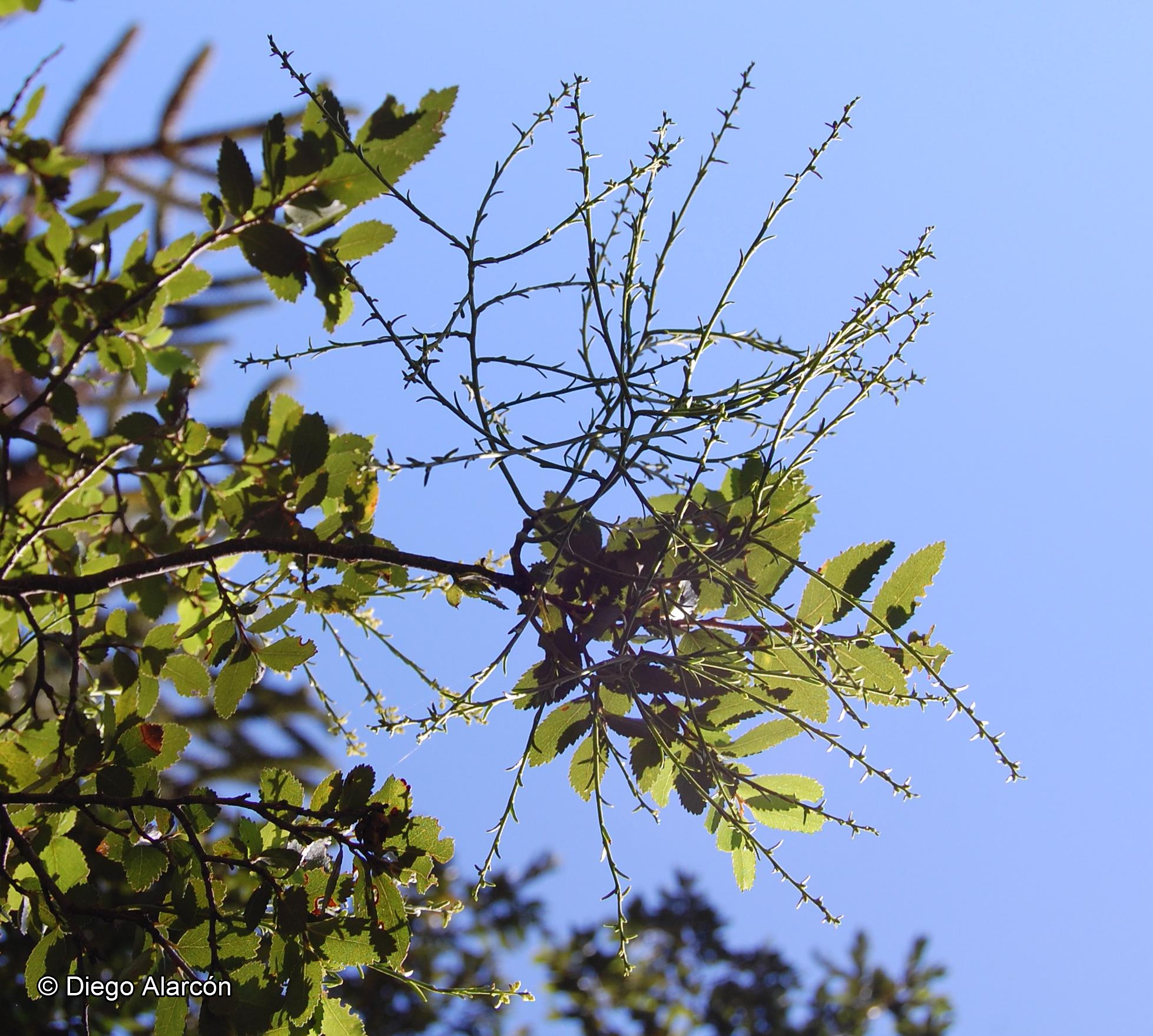 Misodendrum gayanum [Imagen de galería: 28312]