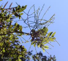 Misodendrum gayanum [Imagen de galería: 28312]