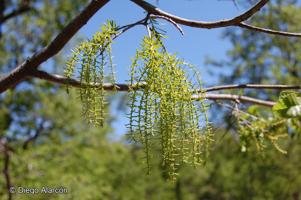 Misodendrum linearifolium [Imagen de galería: 28313]