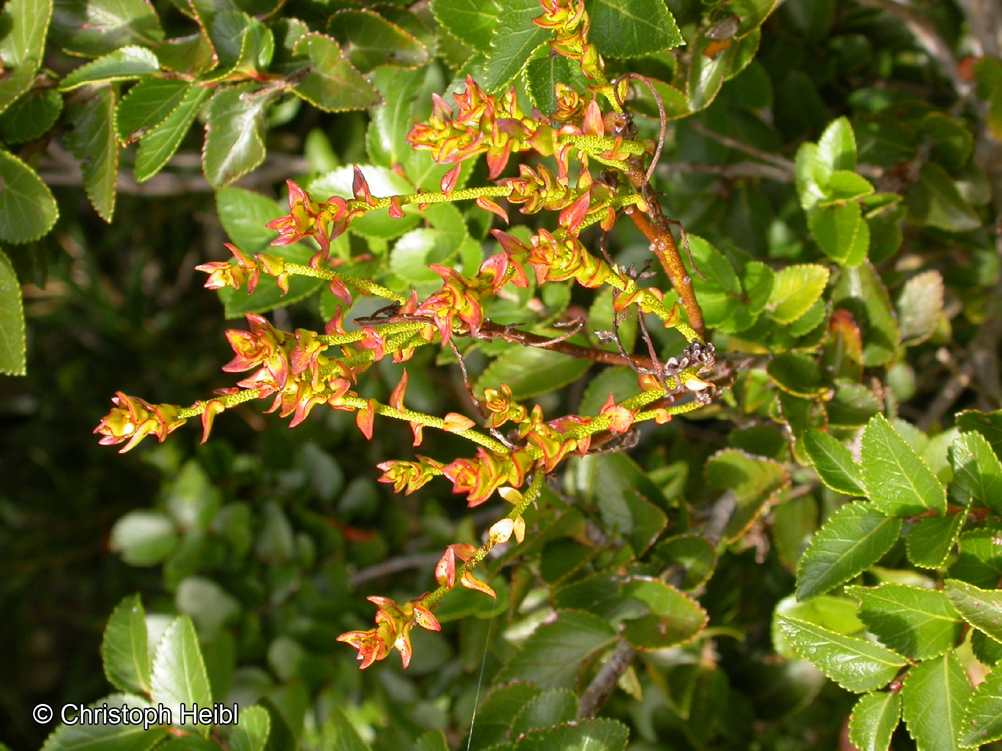Misodendrum macrolepis [Imagen de galería: 28314]