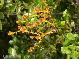 Misodendrum macrolepis [Imagen de galería: 28314]