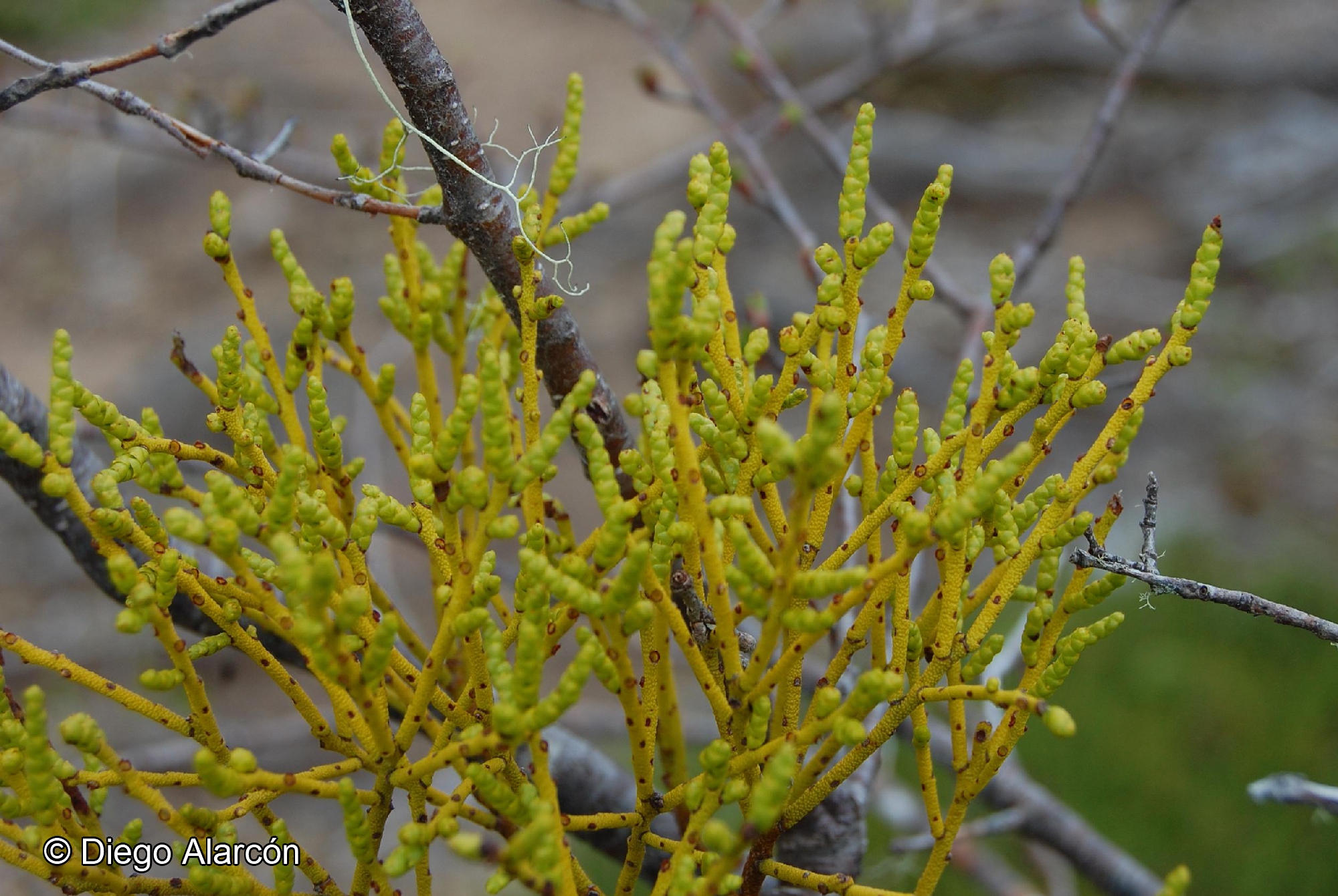 Misodendrum punctulatum [Imagen de galería: 28315]