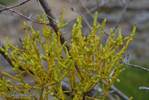 Misodendrum punctulatum [Imagen de galería: 28315]