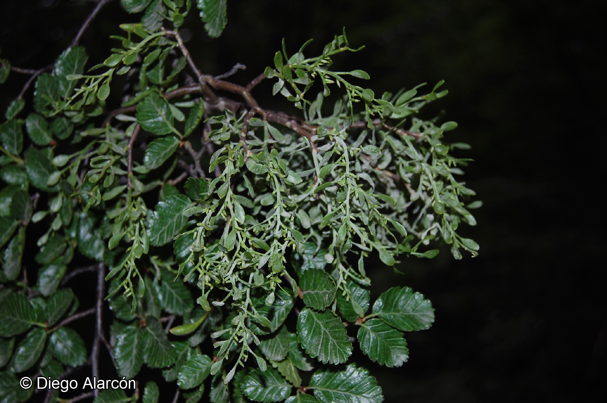 Misodendrum quadriflorum [Imagen de galería: 28316]