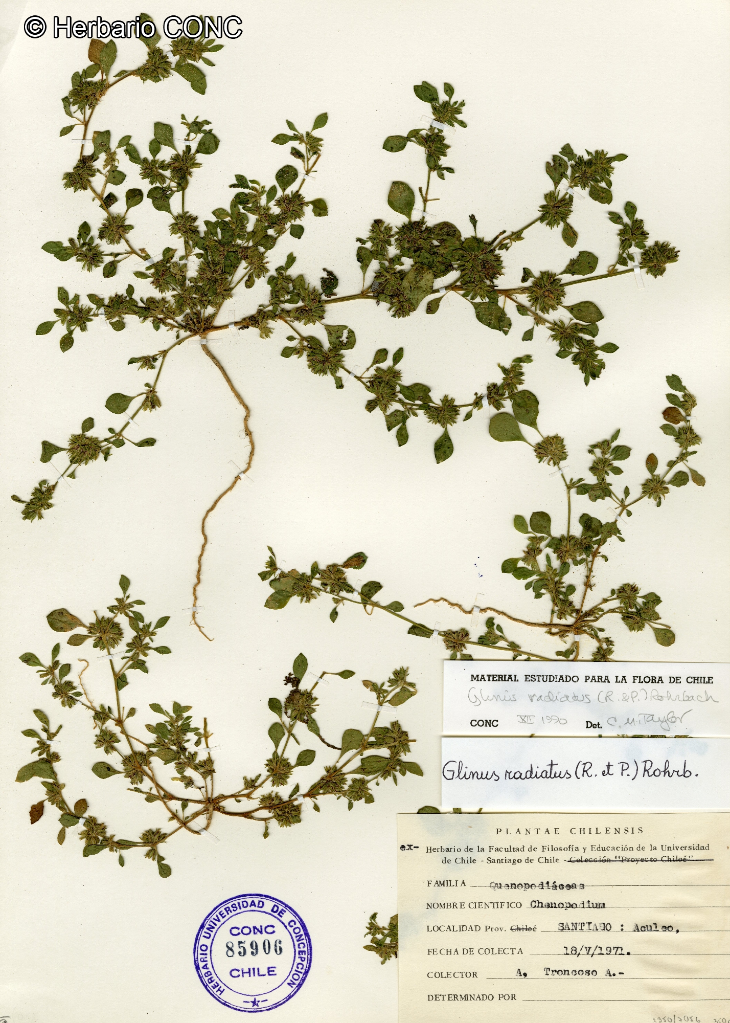 Glinus radiatus [Imagen de galería: 28317]