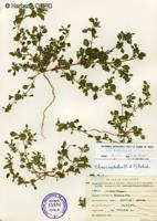 Glinus radiatus [Imagen de galería: 28317]