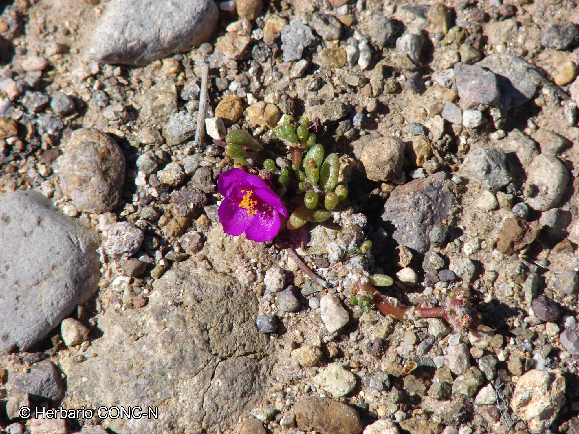 Portulaca philippii [Imagen de galería: 28754]