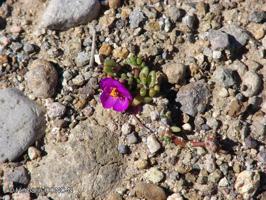 Portulaca philippii [Imagen de galería: 28754]
