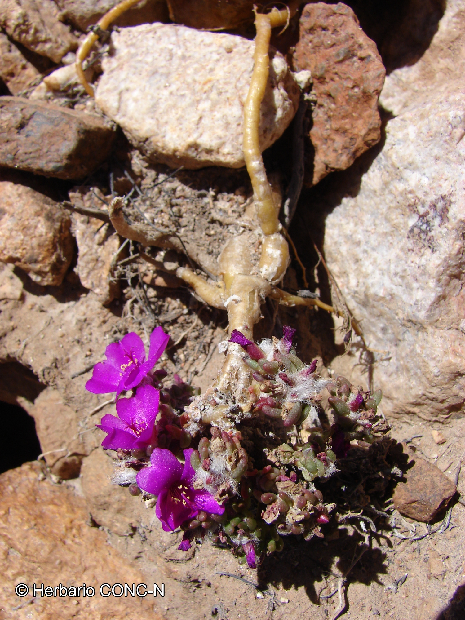 Portulaca philippii [Imagen de galería: 28755]