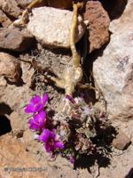 Portulaca philippii [Imagen de galería: 28755]
