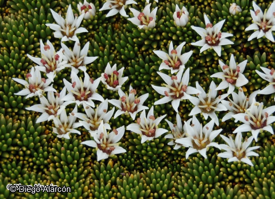 Donatia fascicularis [Imagen de galería: 27711]