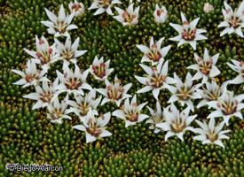 Donatia fascicularis [Imagen de galería: 27711]