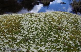 Donatia fascicularis [Imagen de galería: 27712]