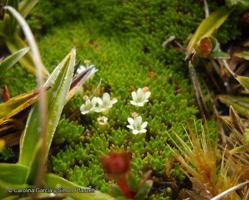 Phyllachne uliginosa [Imagen de galería: 27713]