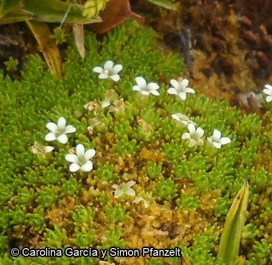 Phyllachne uliginosa [Imagen de galería: 27714]