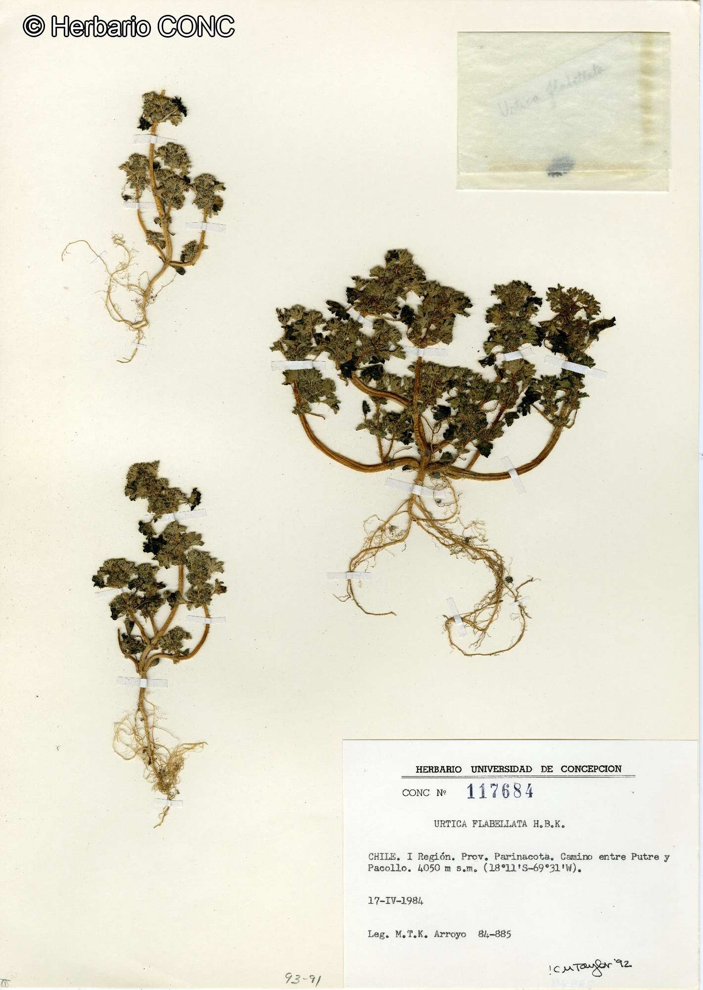 Urtica flabellata [Imagen de galería: 27751]