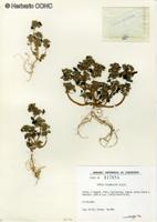 Urtica flabellata [Imagen de galería: 27751]