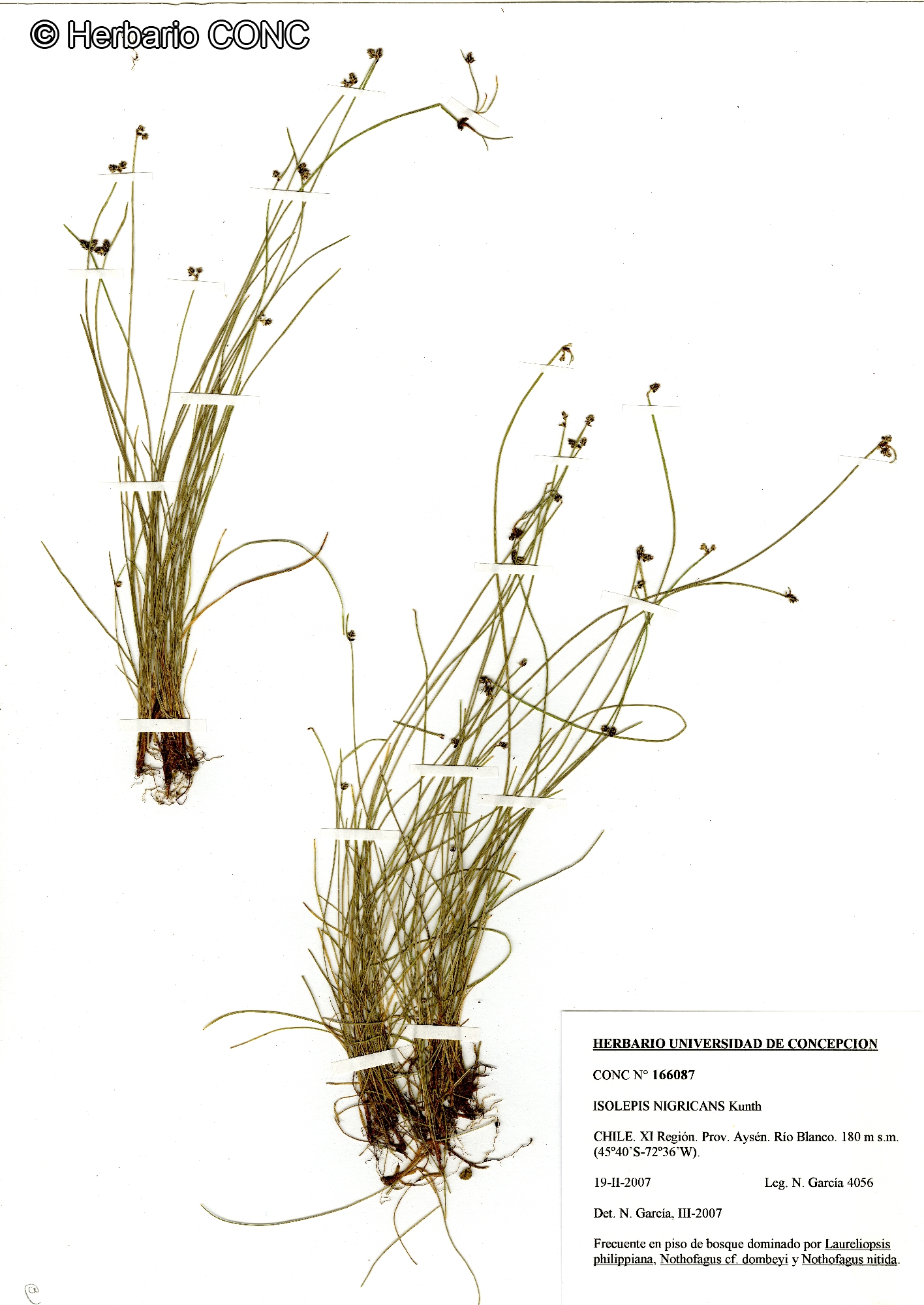 Isolepis nigricans [Imagen de galería: 26270]