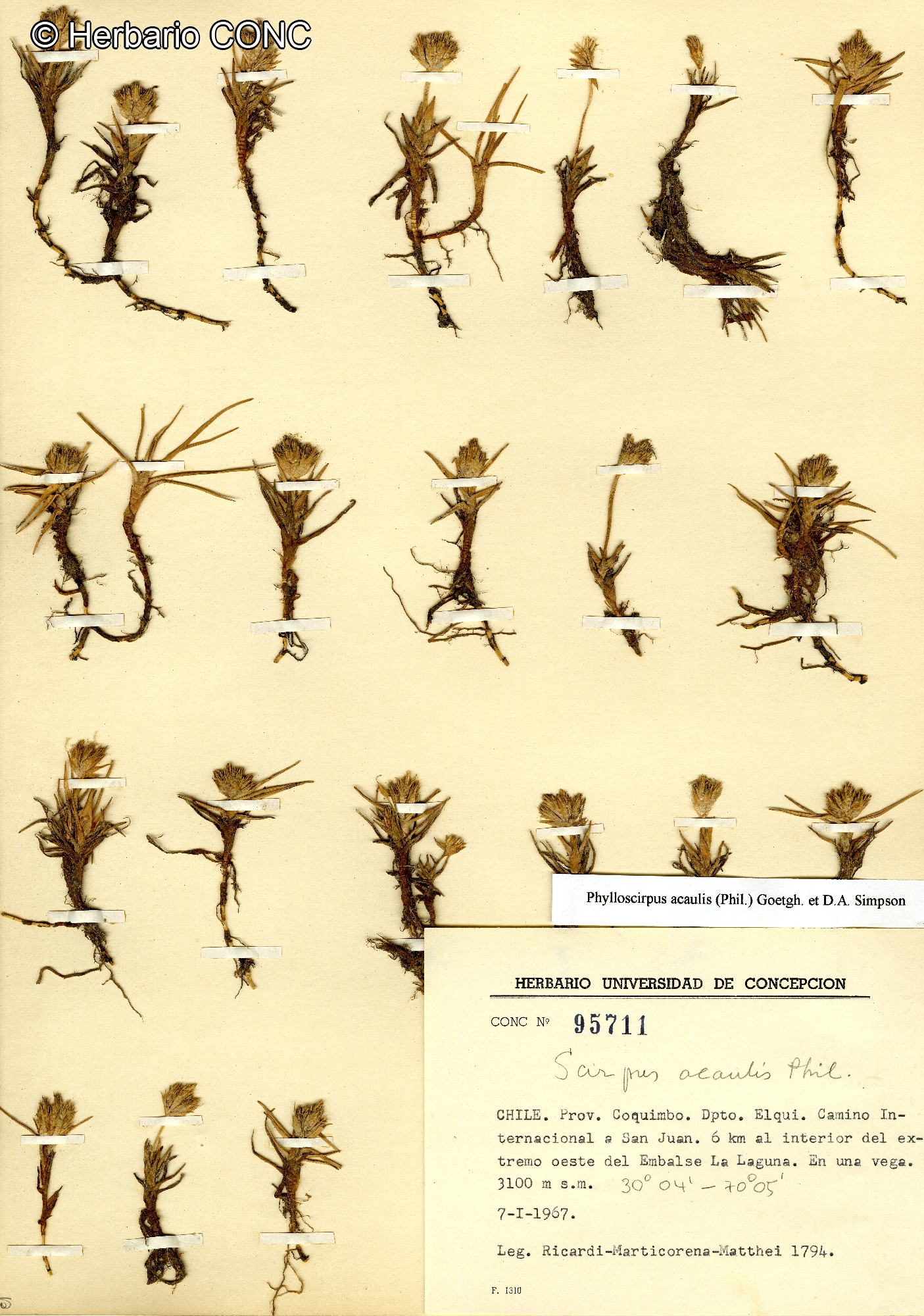 Phylloscirpus acaulis [Imagen de galería: 26274]