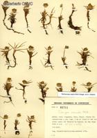 Phylloscirpus acaulis [Imagen de galería: 26274]