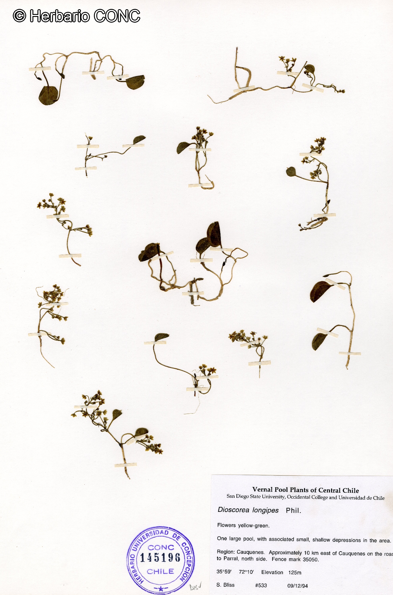 Dioscorea longipes [Imagen de galería: 26338]