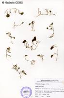 Dioscorea longipes [Imagen de galería: 26338]