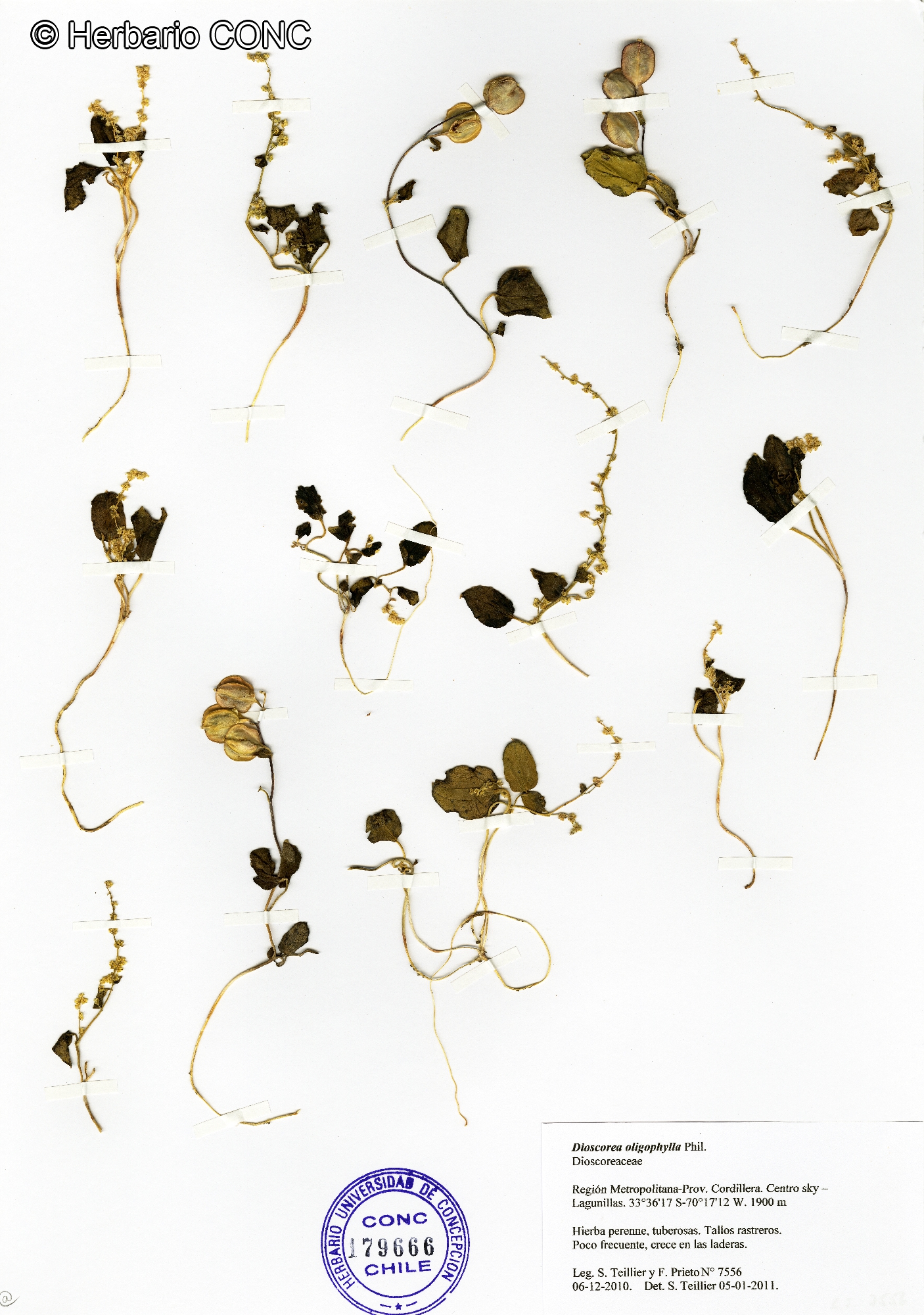 Dioscorea oligophylla [Imagen de galería: 26343]