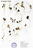 Dioscorea oligophylla [Imagen de galería: 26343]