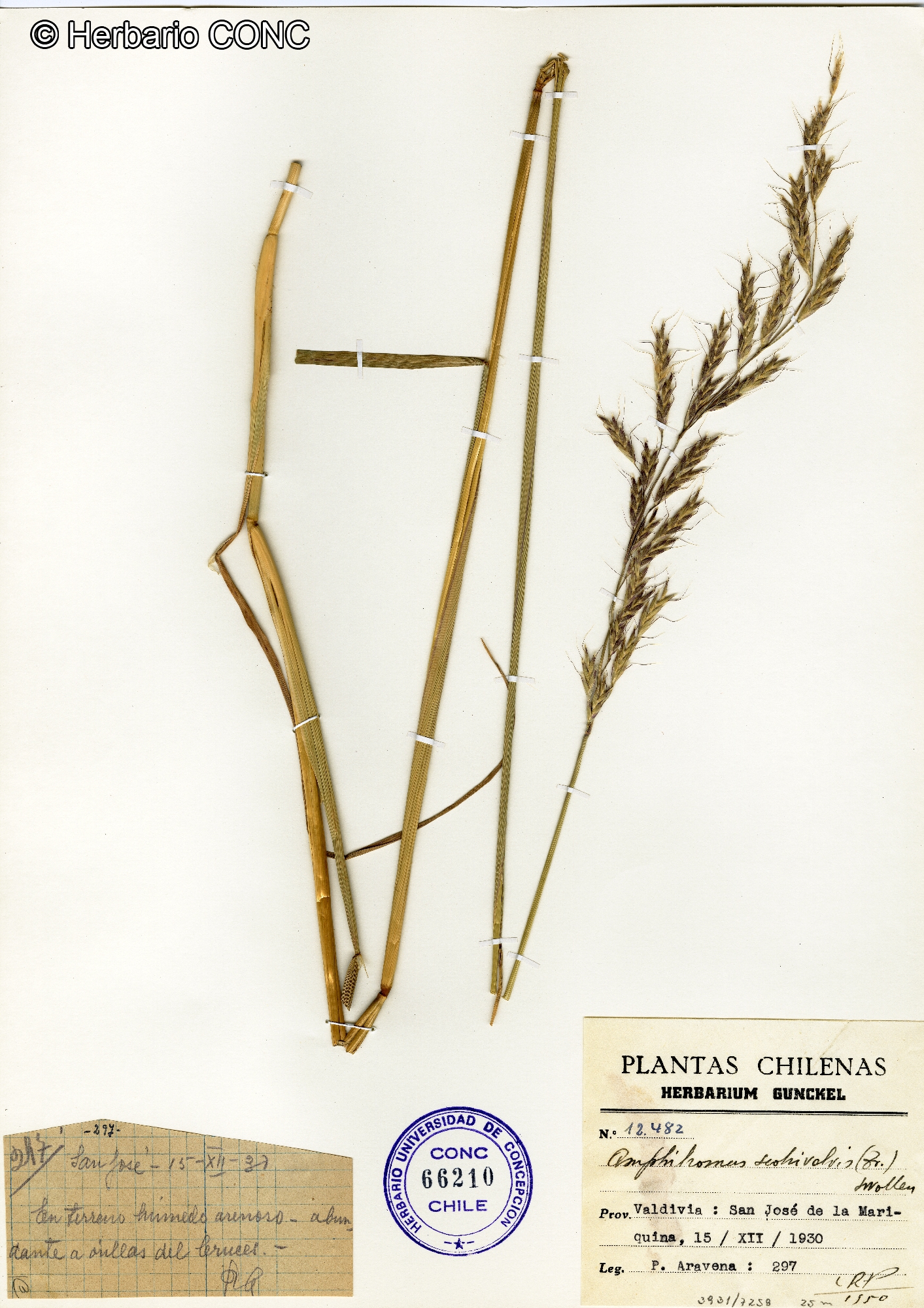 Helictotrichon scabrivalve [Imagen de galería: 30032]
