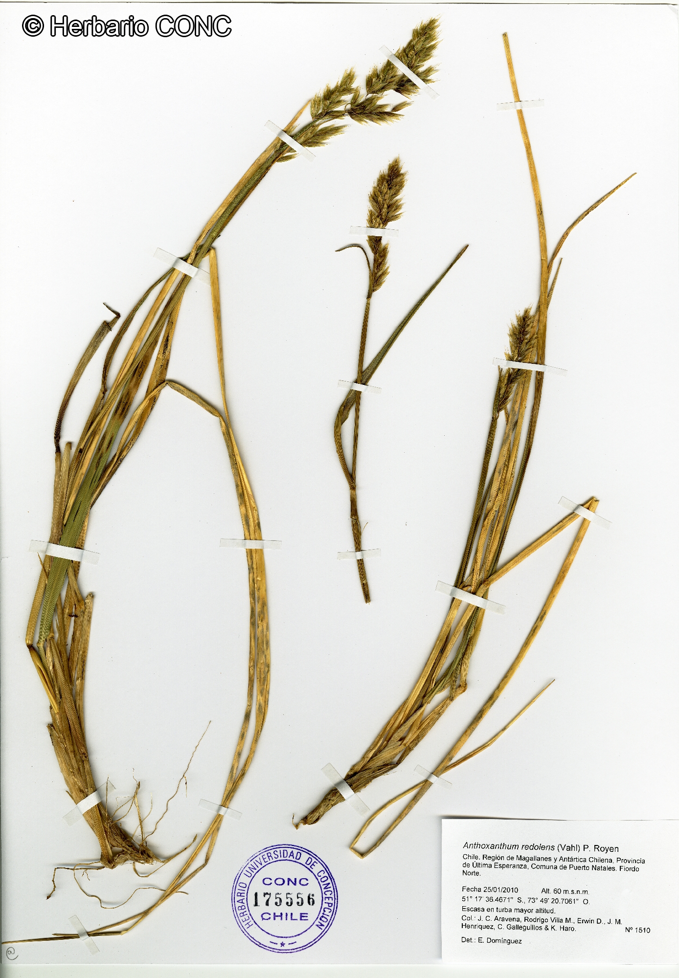 Anthoxanthum redolens var. redolens [Imagen de galería: 30041]
