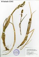 Anthoxanthum redolens var. redolens [Imagen de galería: 30041]